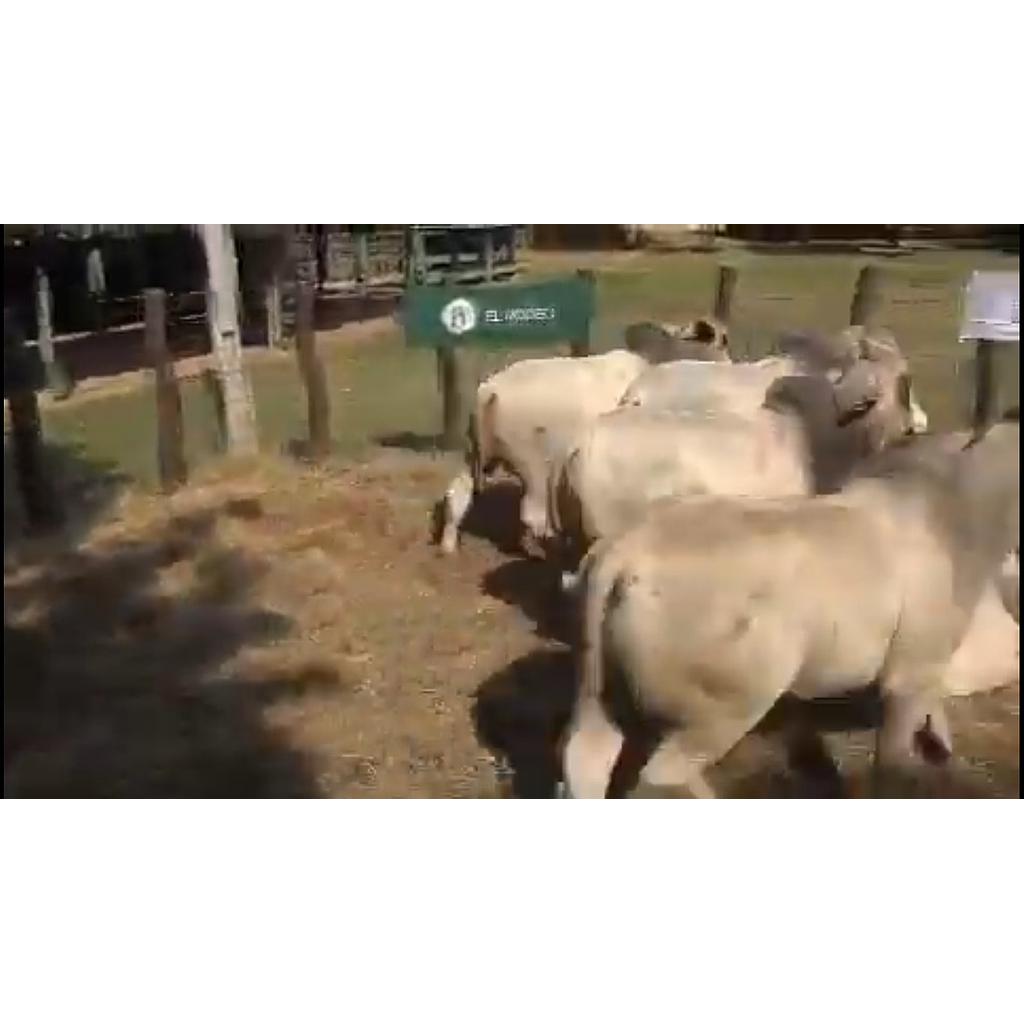 LOTE 07 // TORO BRAHMAN
