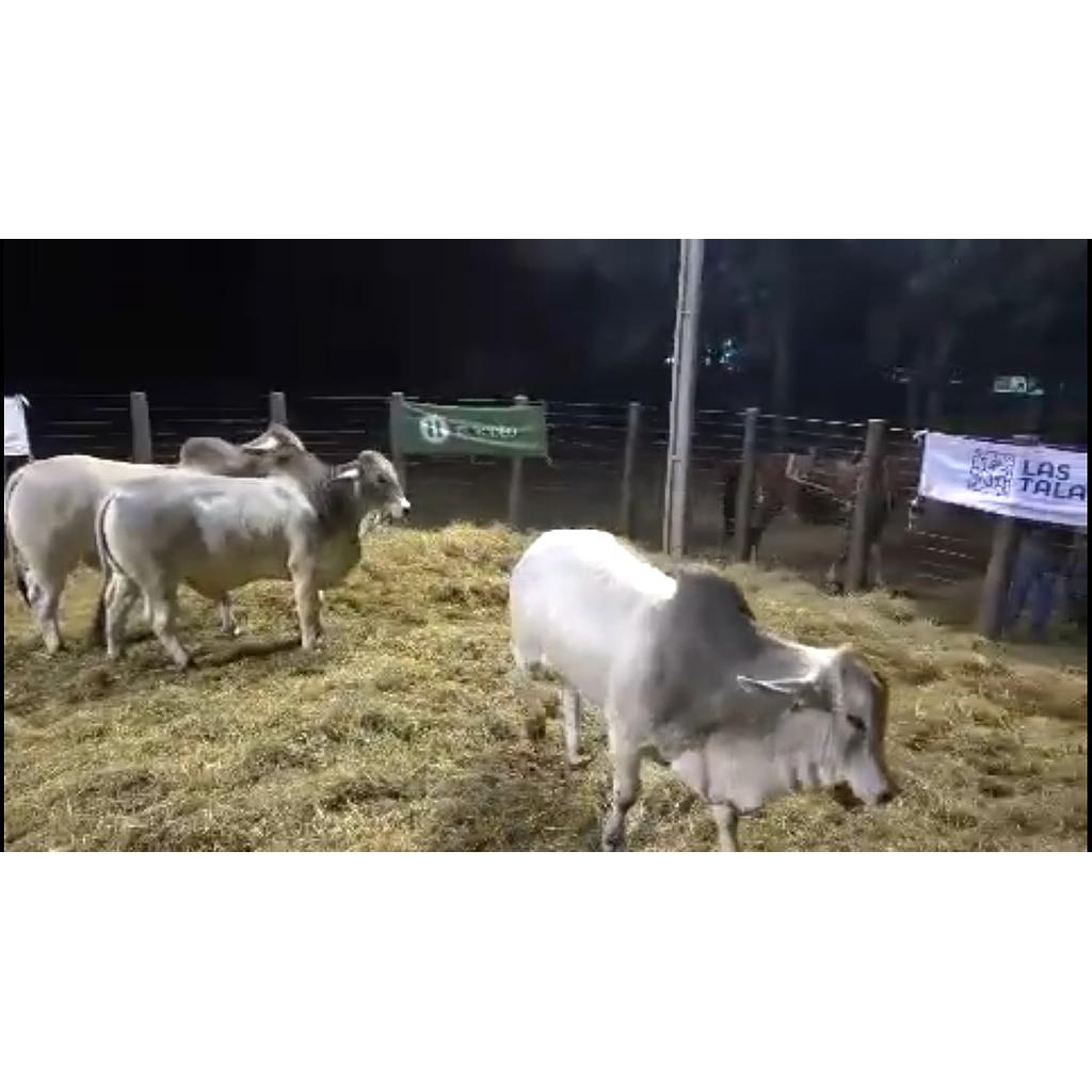 LOTE 19 // TORO BRAHMAN