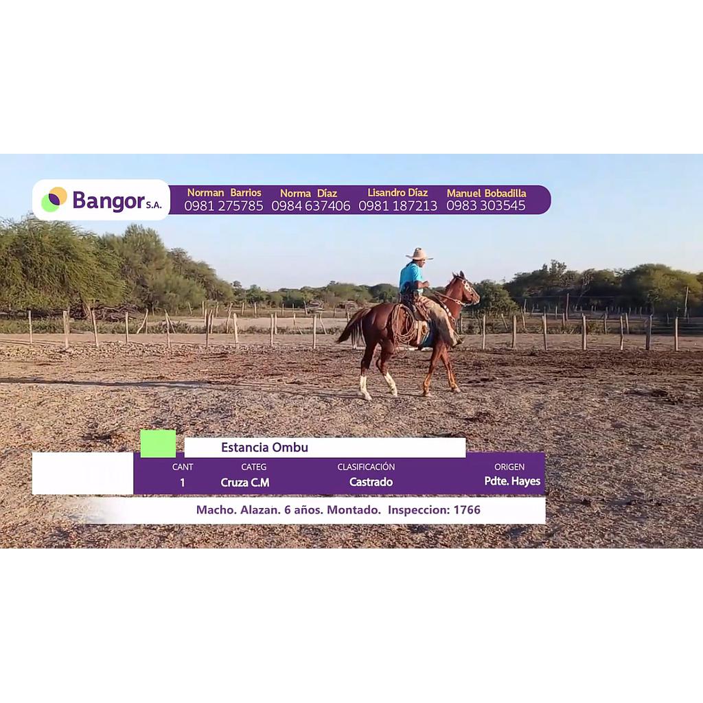 LOTE 01 // EQUINO