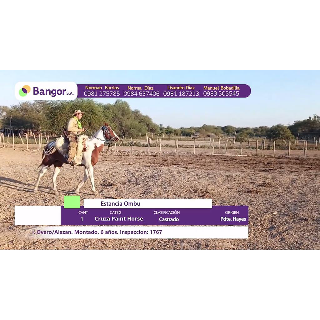 LOTE 02 // EQUINO