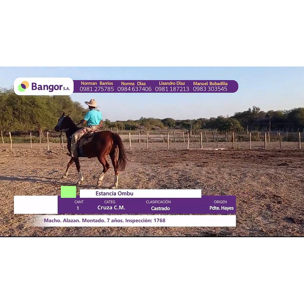 LOTE 03 // EQUINO