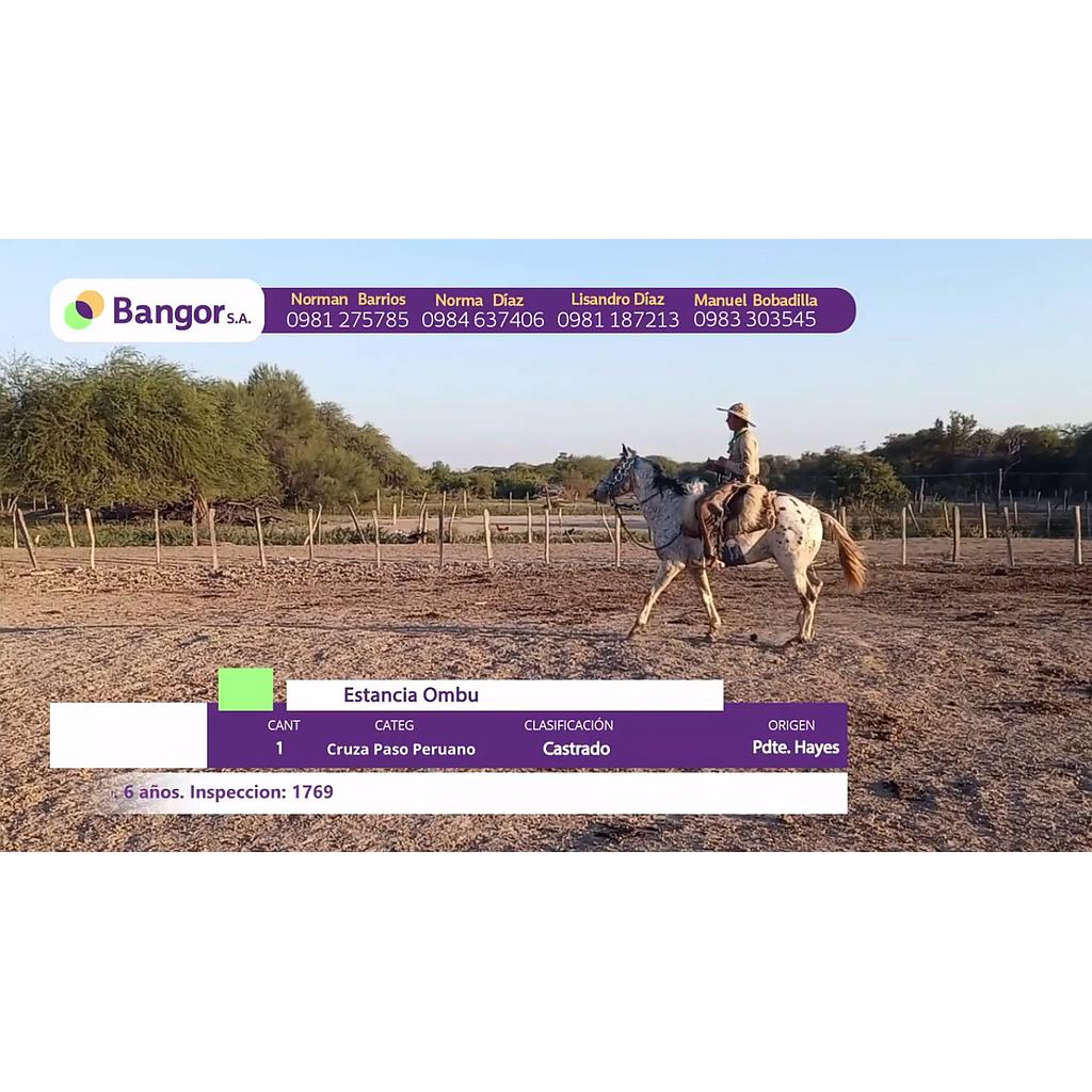 LOTE 04 // EQUINOS
