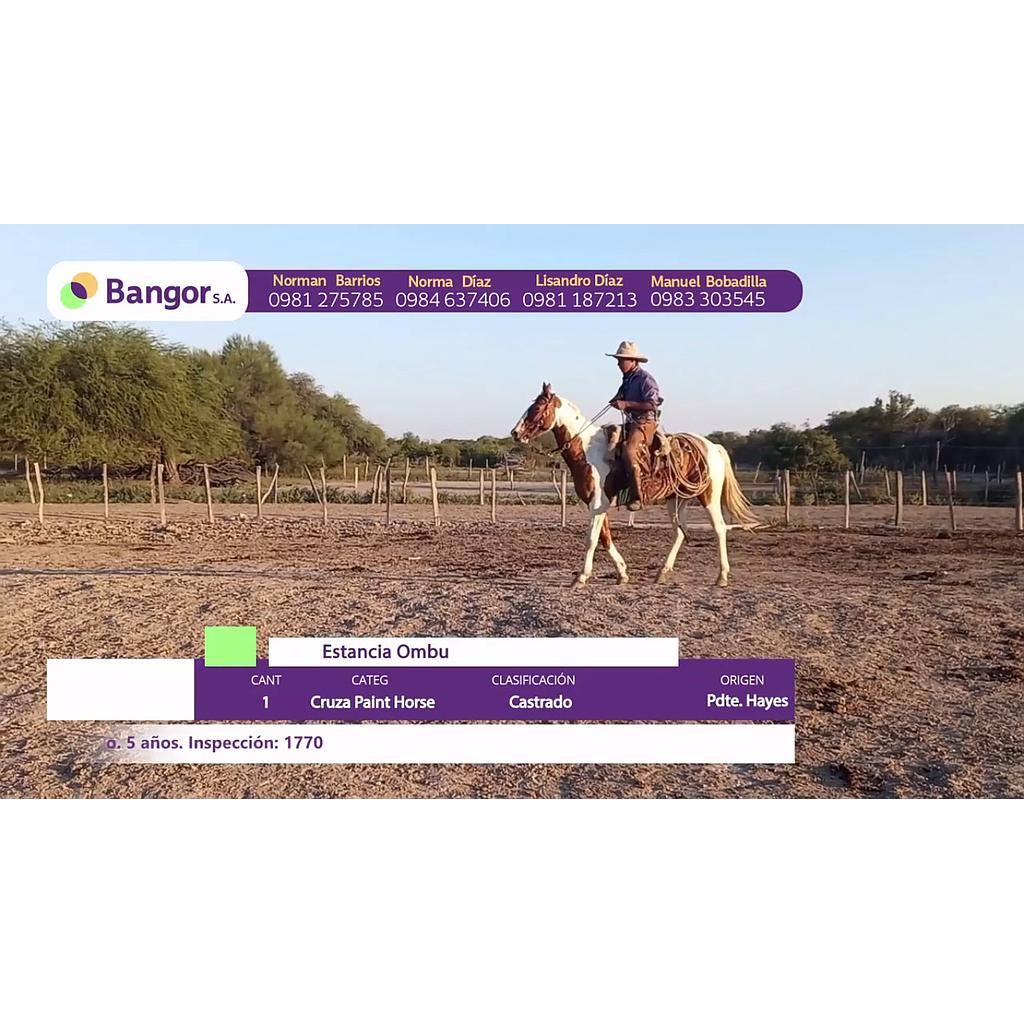 LOTE 05 // EQUINO