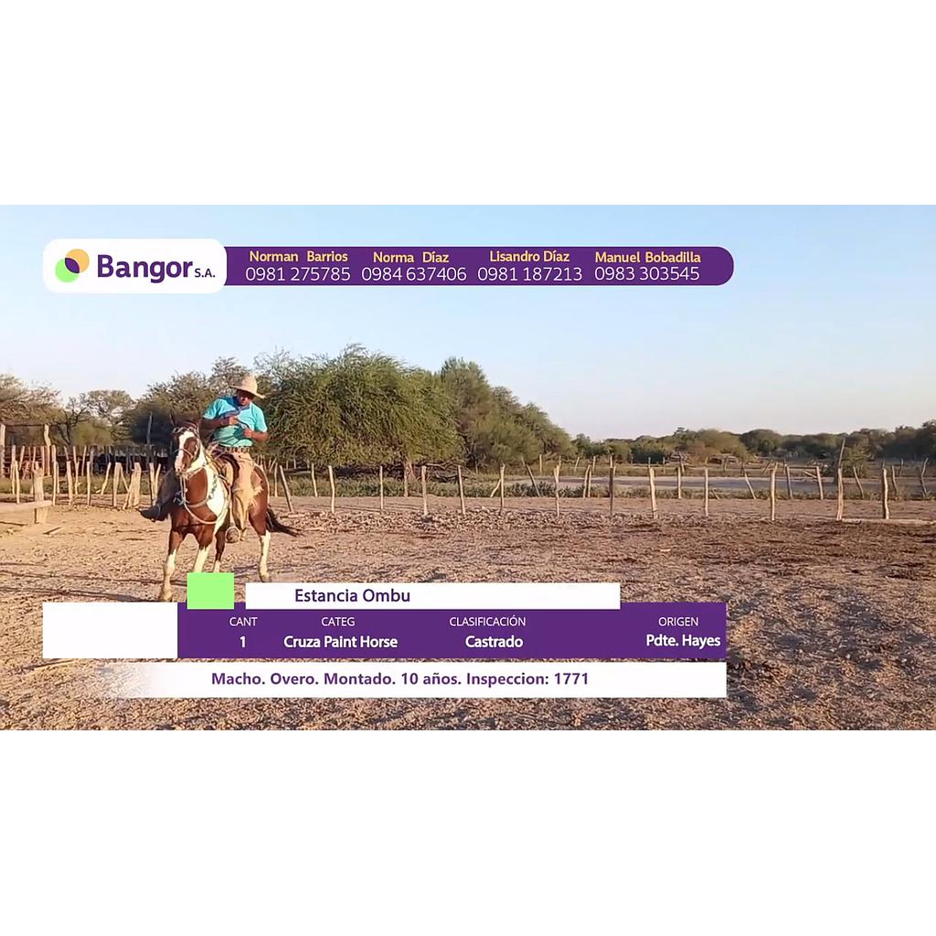 LOTE 06 // EQUINO