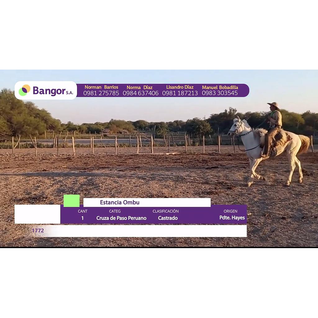 LOTE 07 // EQUINO
