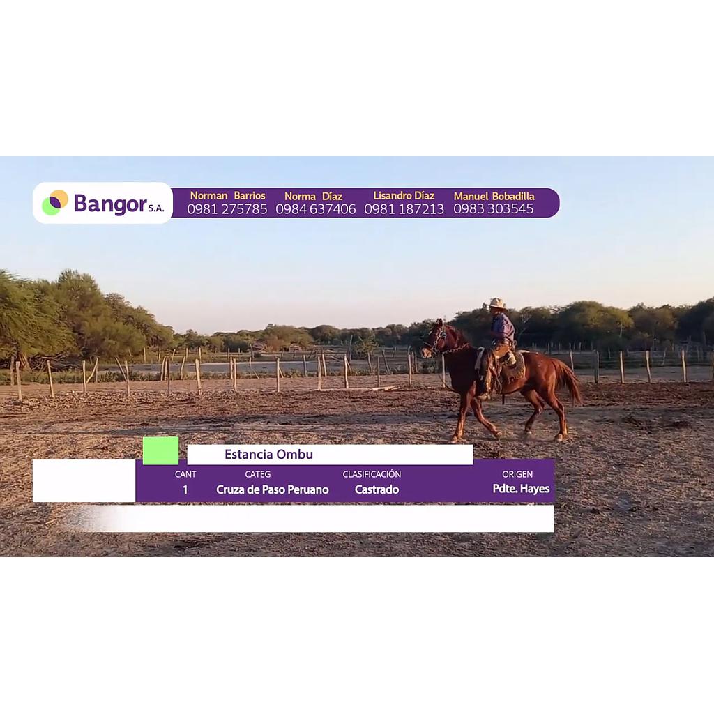 LOTE 08 // EQUINO