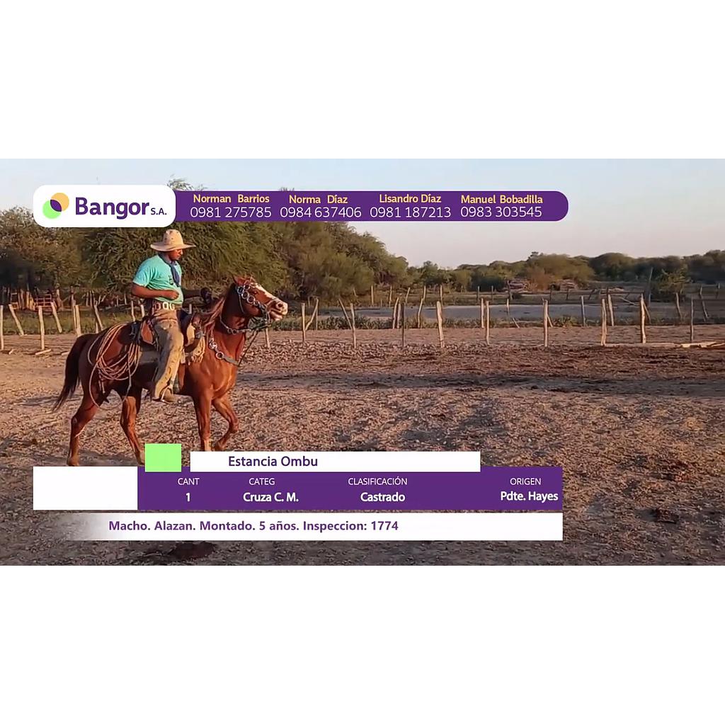 LOTE 09 // EQUINO