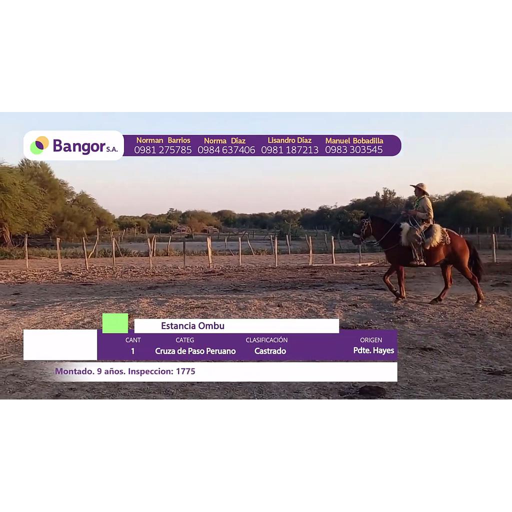 LOTE 10 // EQUINO