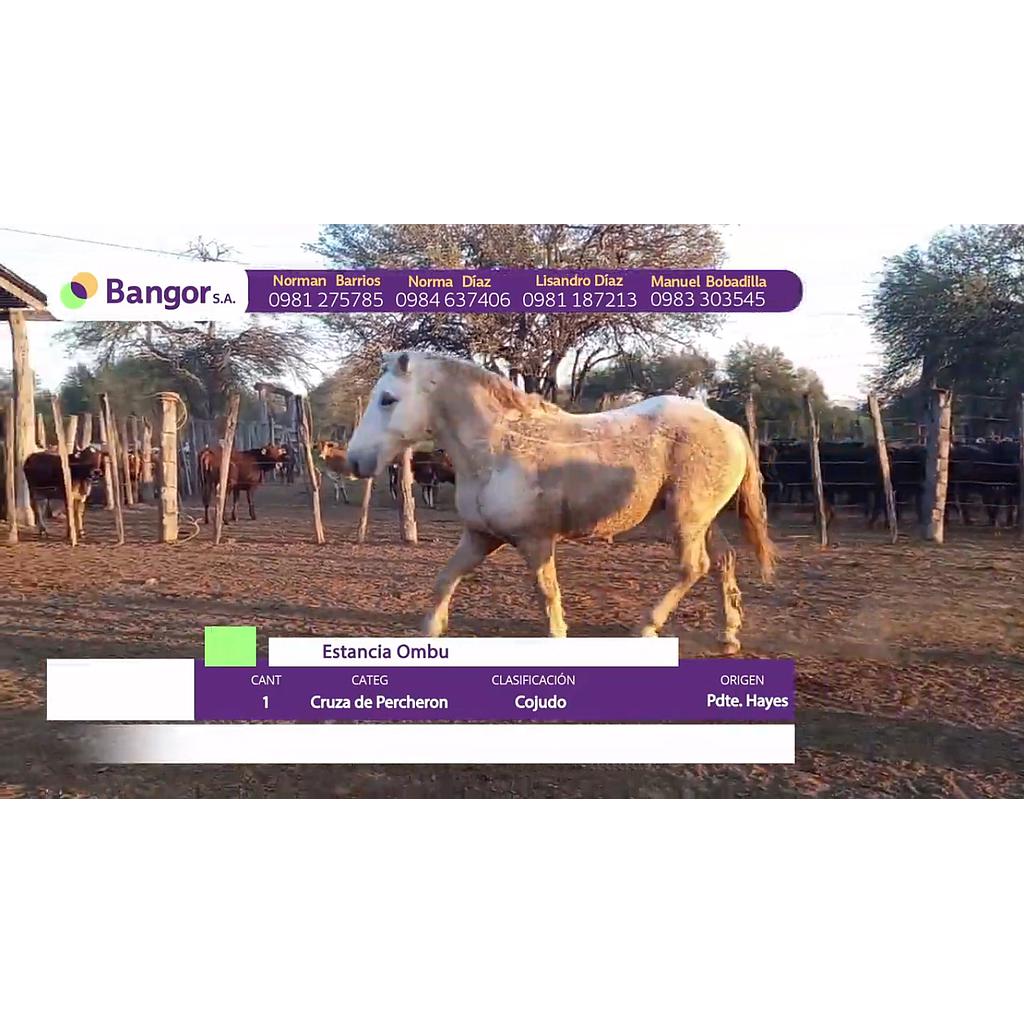 LOTE 11 // EQUINO