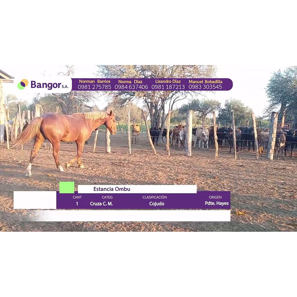 LOTE 12 // EQUINO
