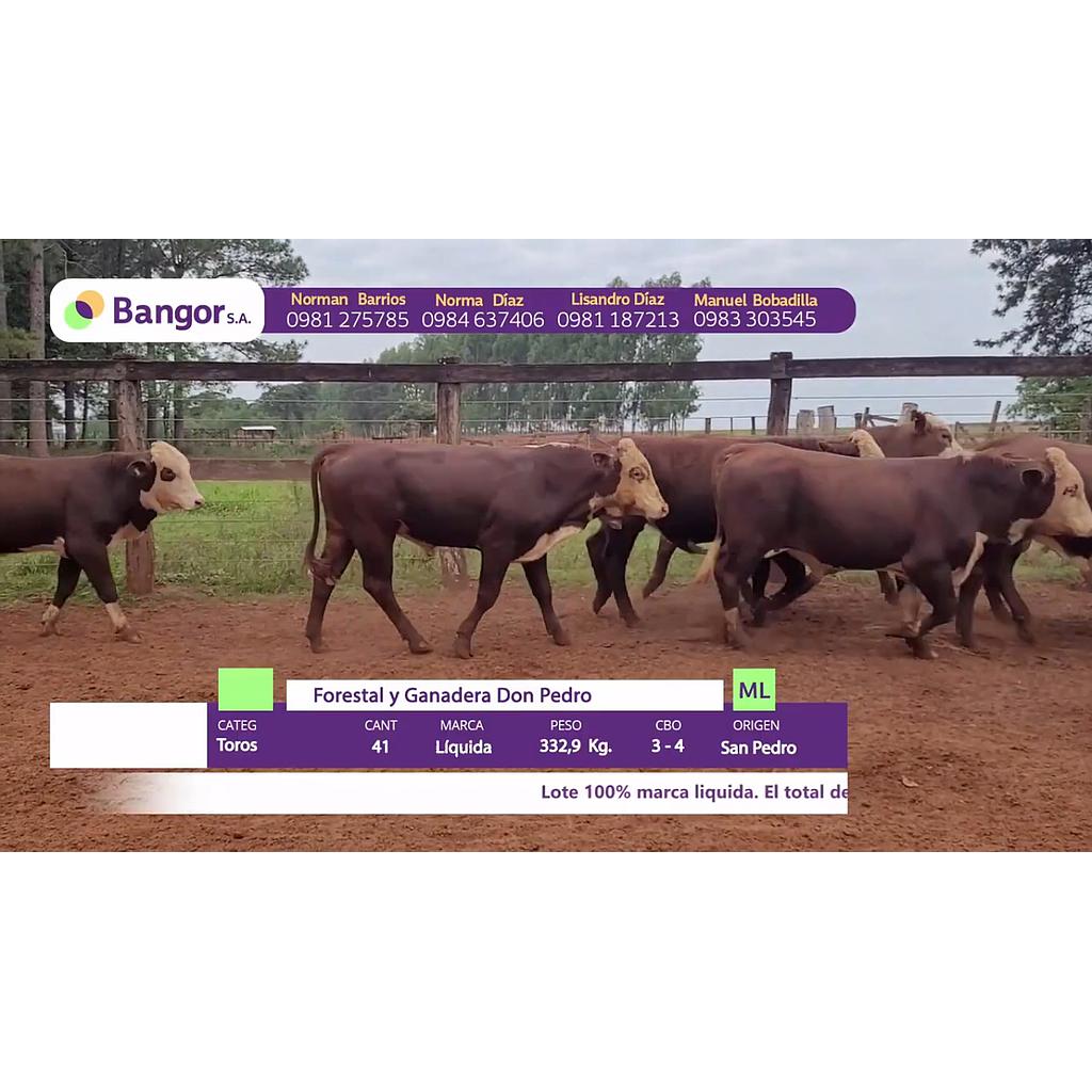 LOTE 15 // TOROS