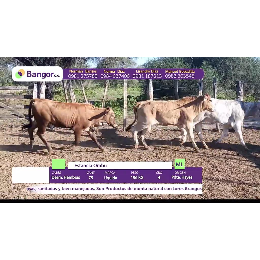 LOTE 21 // DESMAMANTES HEMBRAS