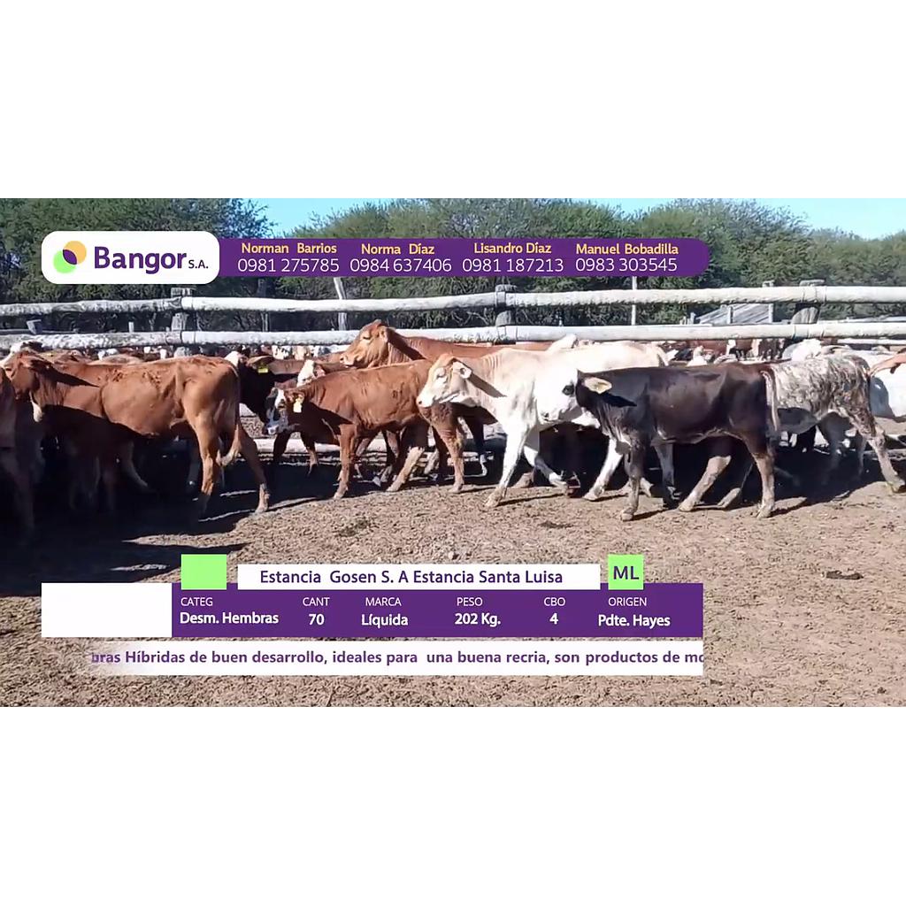 LOTE 23 // DESMAMANTES HEMBRAS