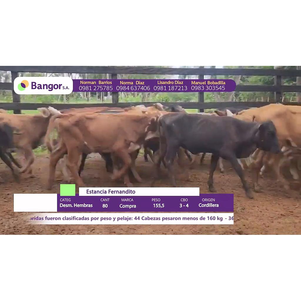 LOTE 29 // DESMAMANTES HEMBRAS
