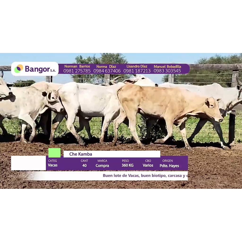 LOTE 32 // VACAS
