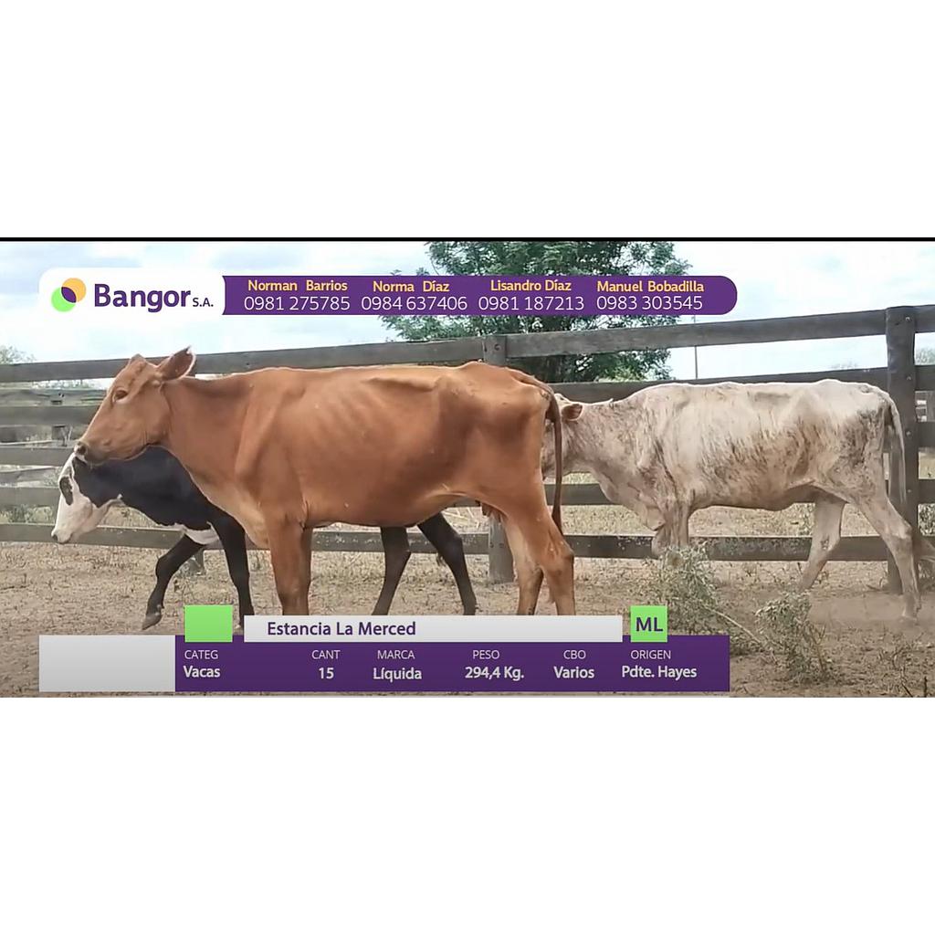 LOTE 13 VACAS