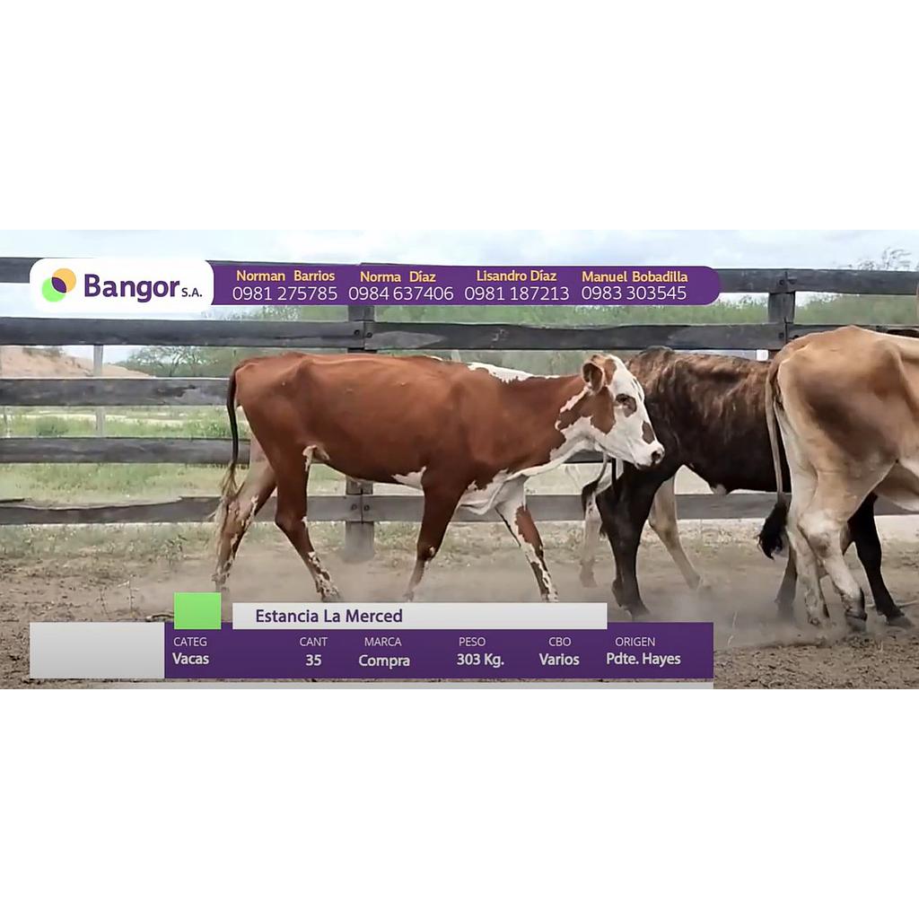 LOTE 14 VACAS