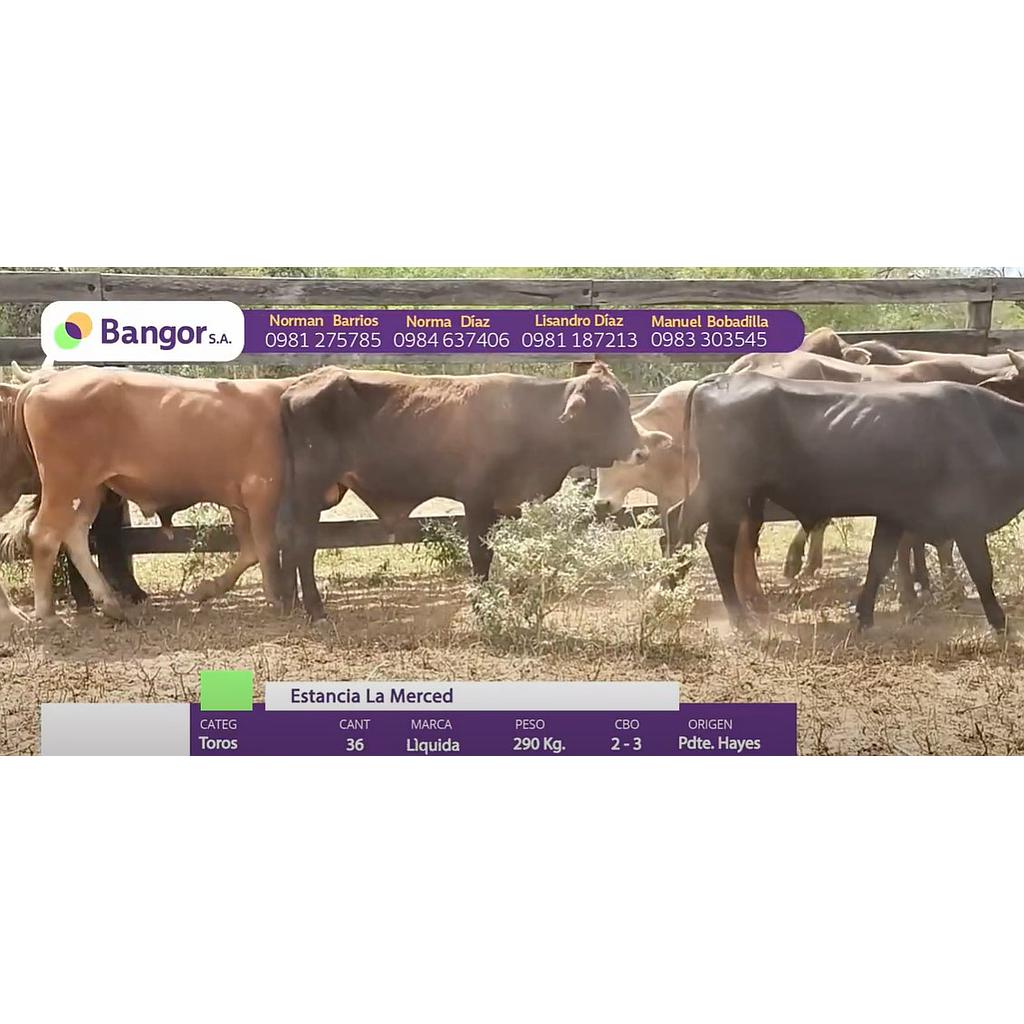 LOTE 06 TOROS