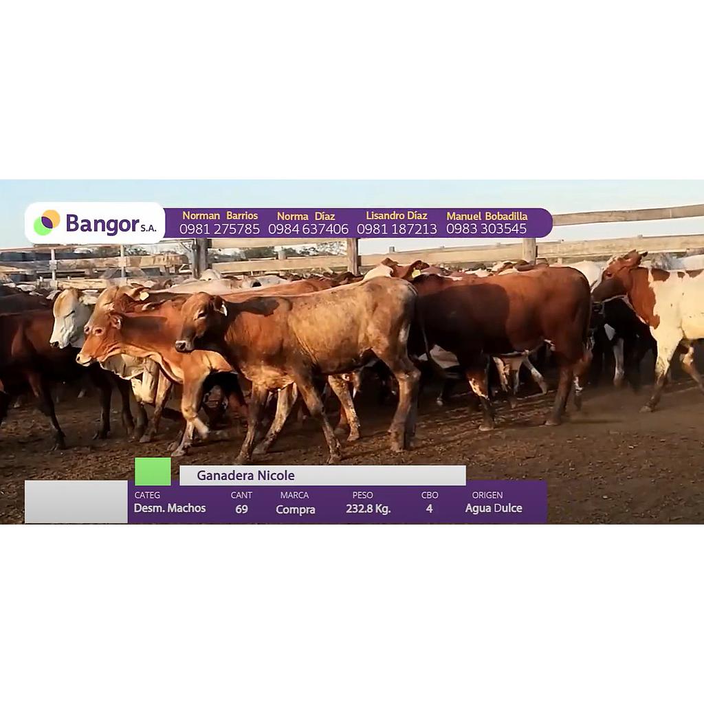 LOTE 18 - DESMAMANTES MACHOS