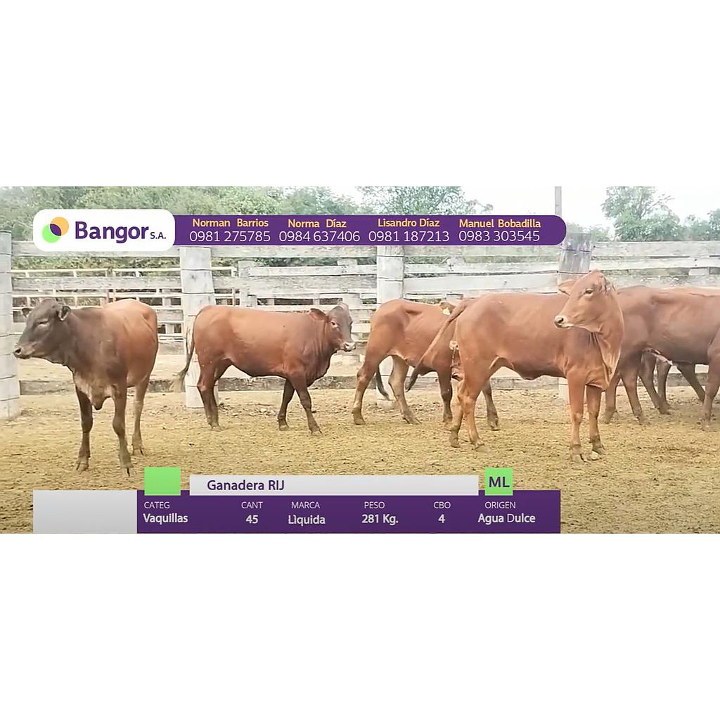 LOTE 33 - VAQUILLAS
