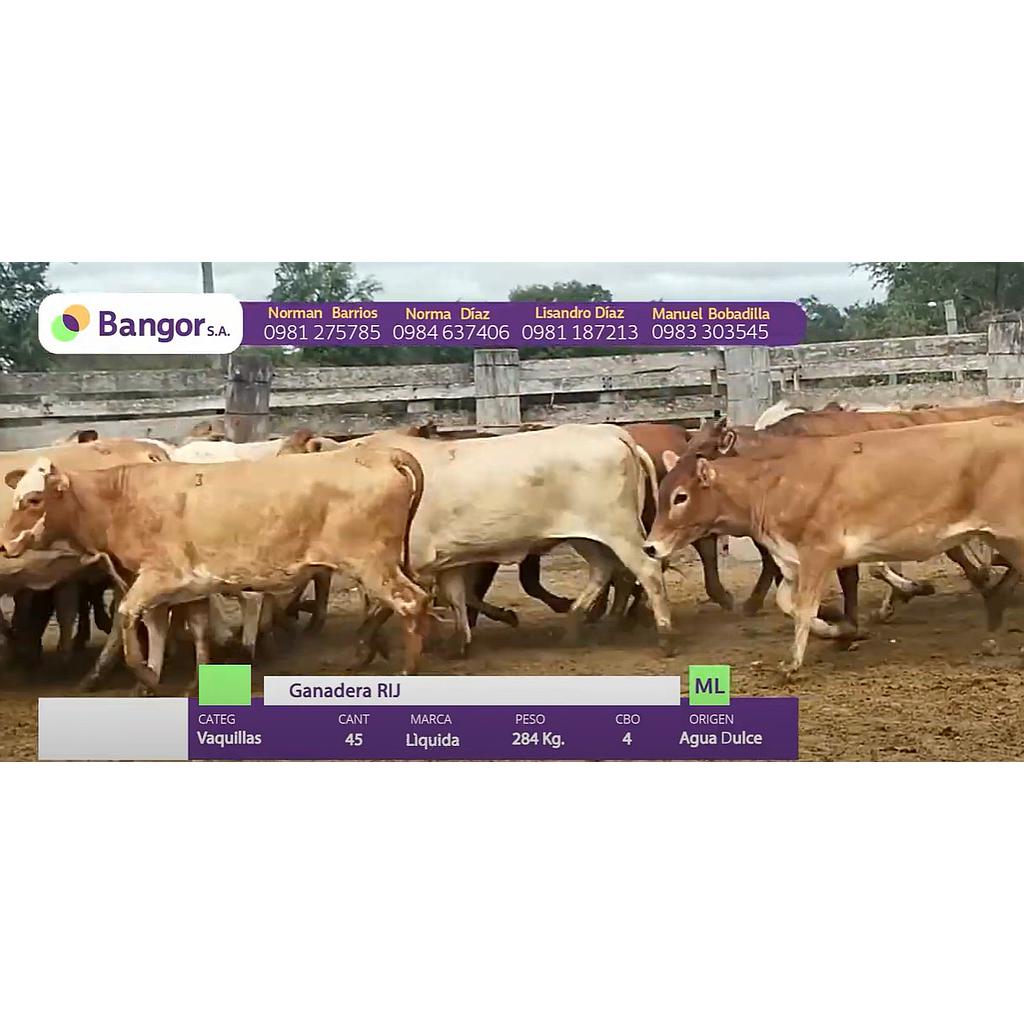 LOTE 34 - VAQUILLAS