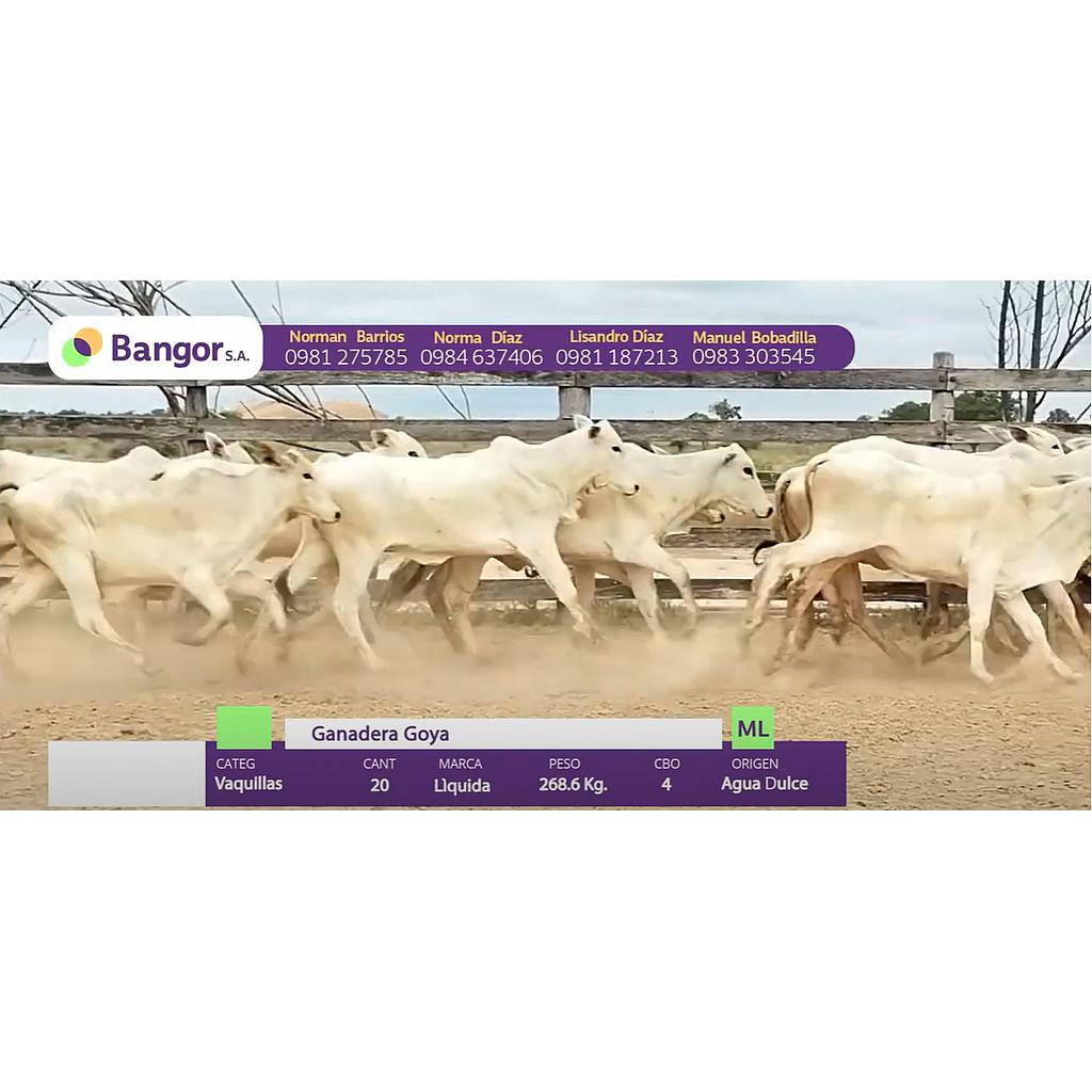 LOTE 30 - VAQUILLAS