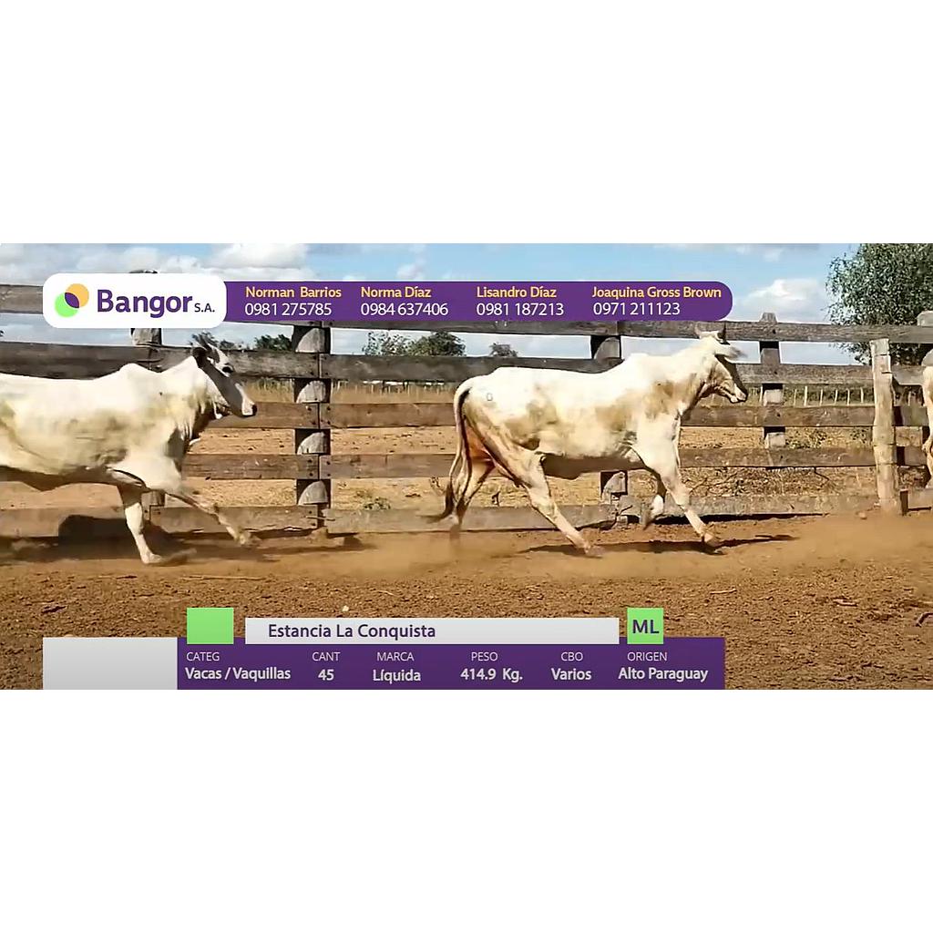 CONSUMO POR PANTALLA LOTE 01 - VACAS Y VAQUILLAS