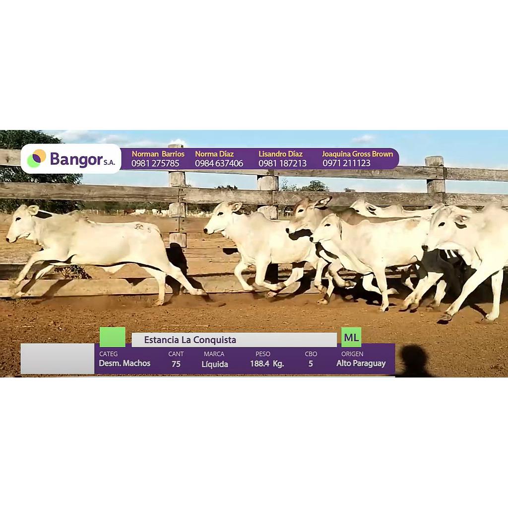 LOTE 04 - DESMAMANTES MACHOS