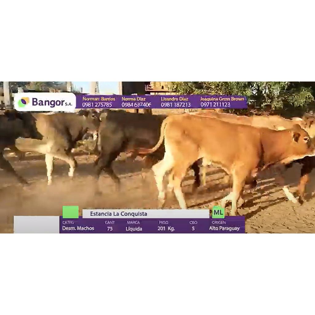 LOTE 06 - DESMAMANTES MACHOS