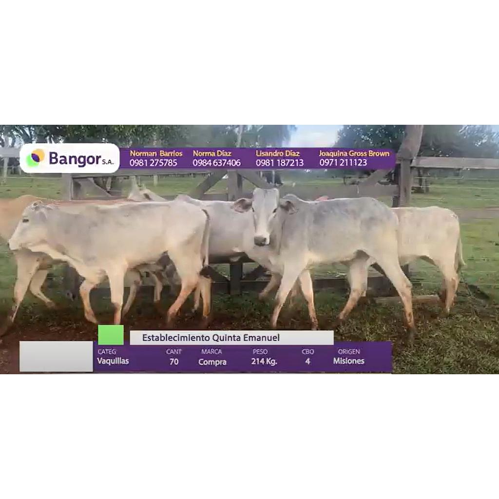 LOTE 25 - VAQUILLAS