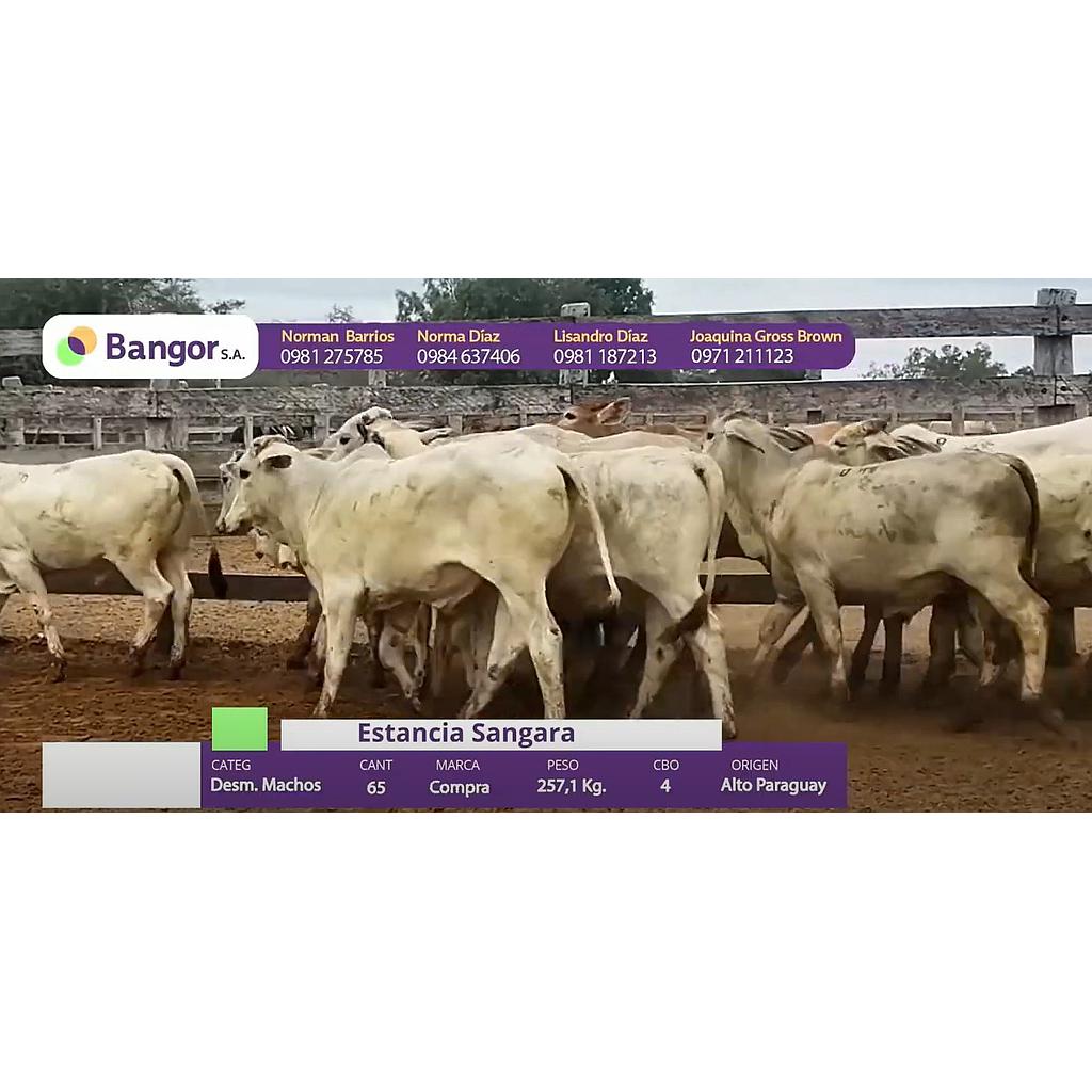 LOTE 20 - DESMAMANTES MACHOS