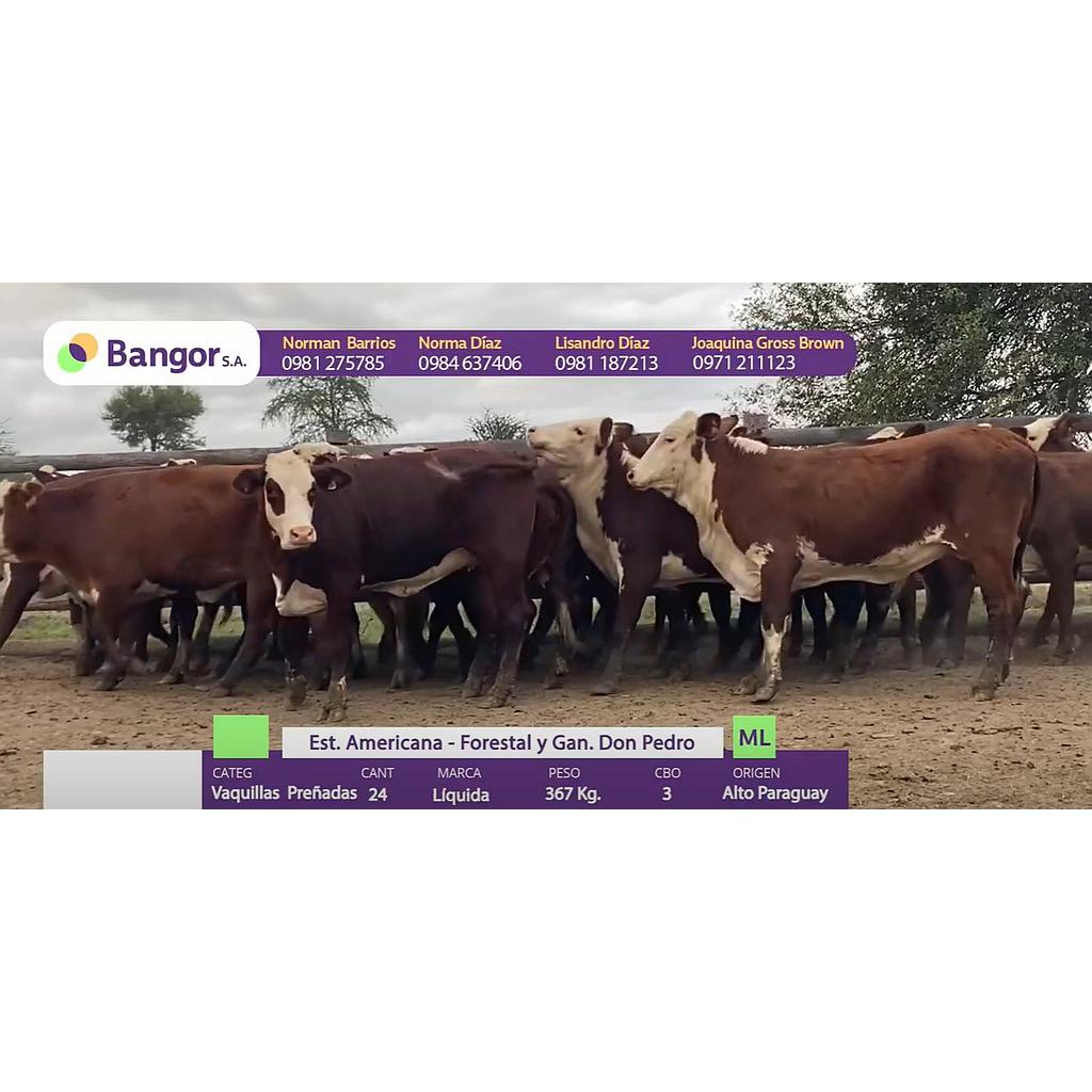 LOTE 35 - VAQUILLAS PREÑADAS