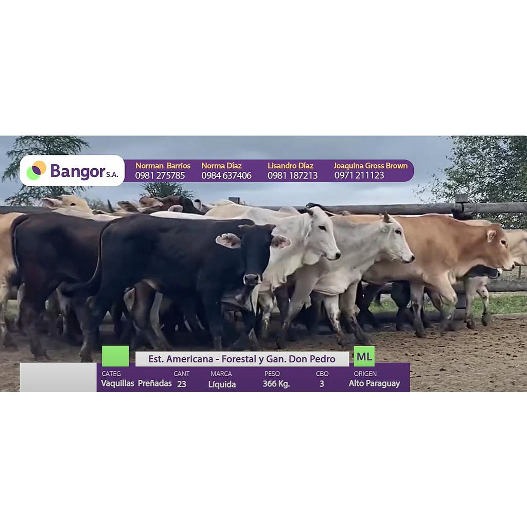 LOTE 37 - VAQUILLAS PREÑADAS