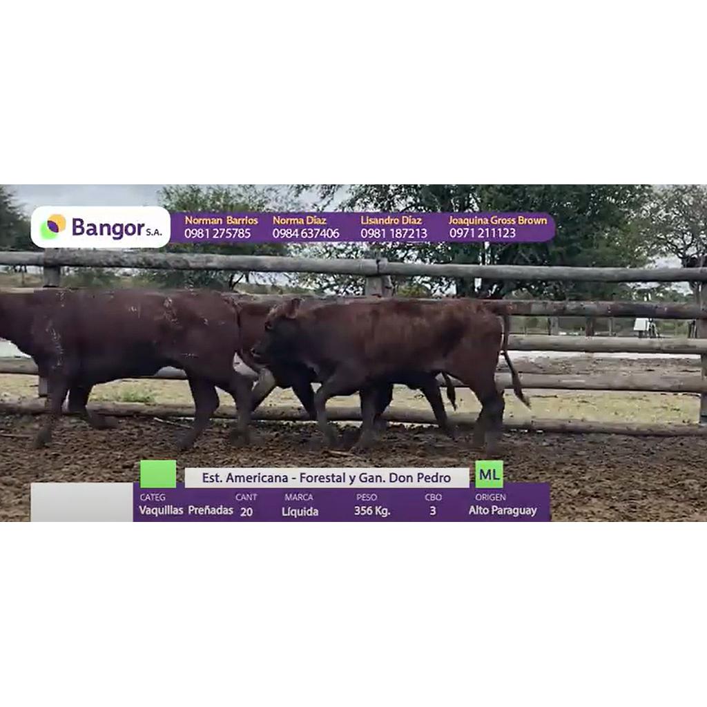 LOTE 38 - VAQUILLAS PREÑADAS