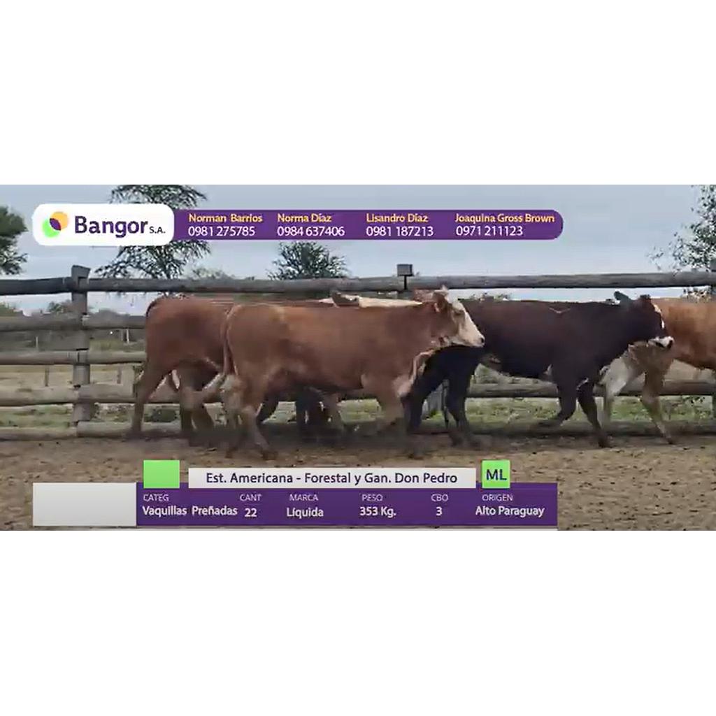 LOTE 39 - VAQUILLAS PREÑADAS