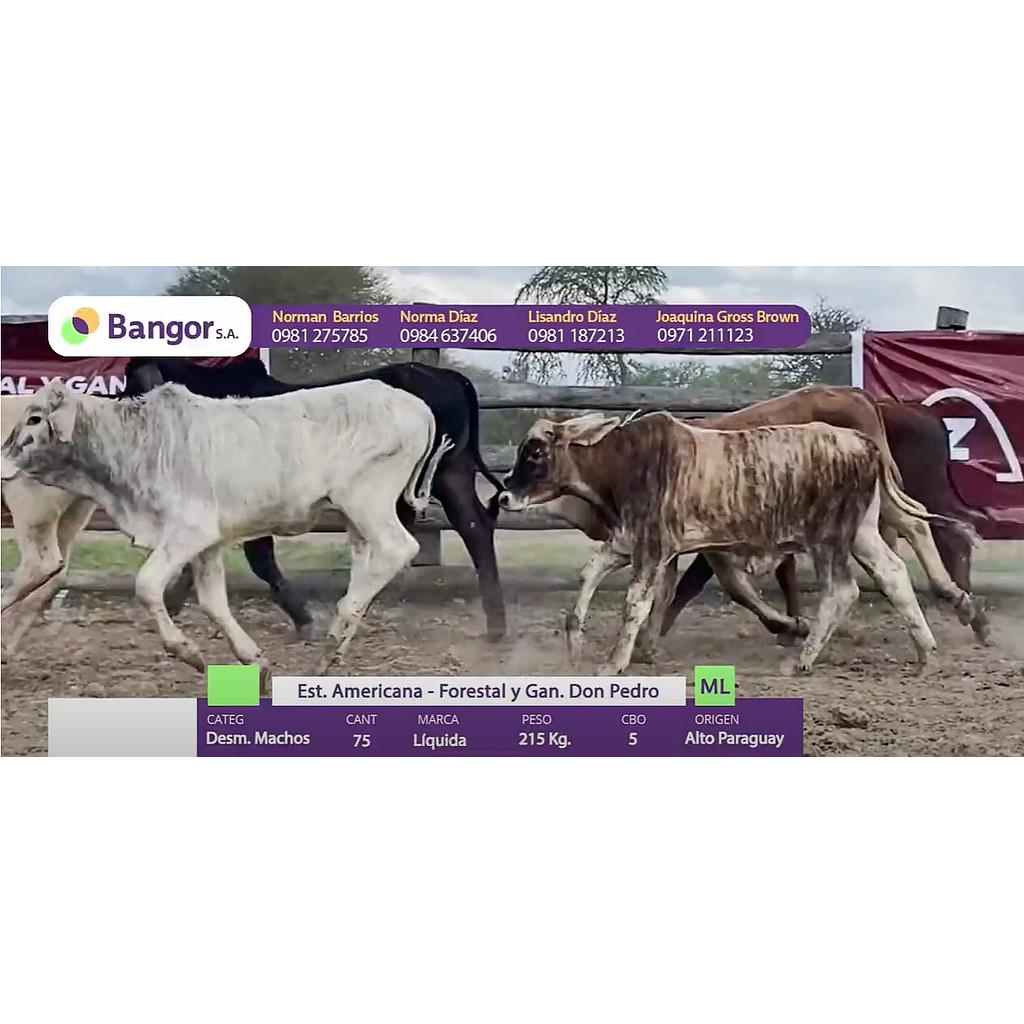 LOTE 08 - DESMAMANTES MACHOS