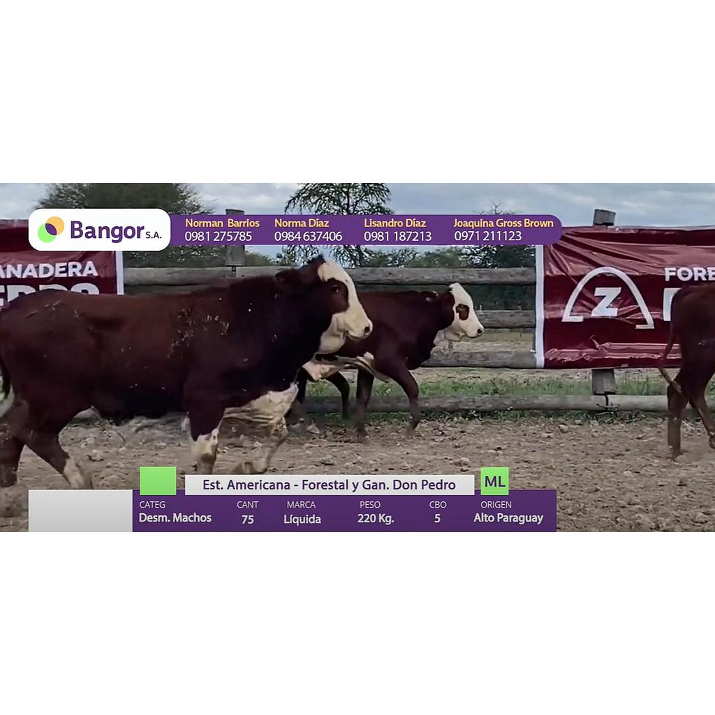 LOTE 11 - DESMAMANTES MACHOS
