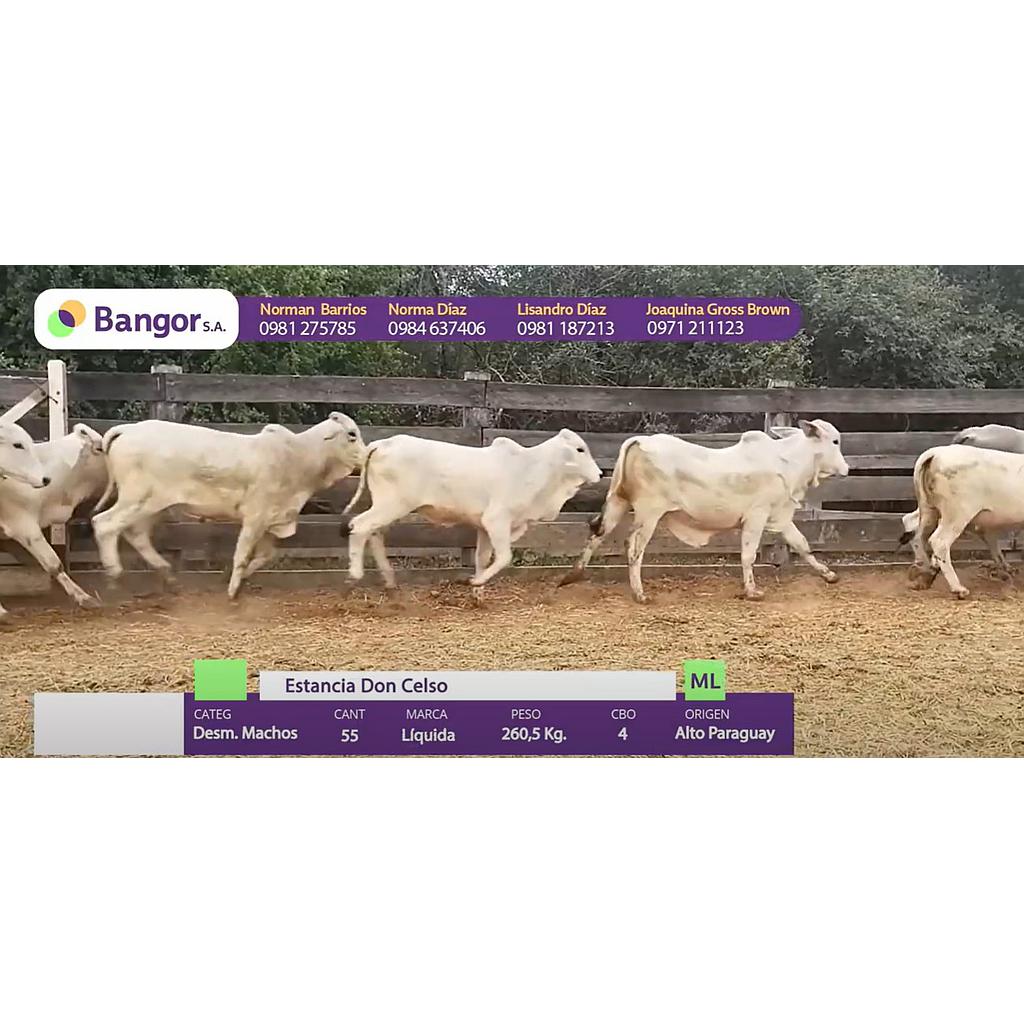 LOTE 21 - DESMAMANTES MACHOS