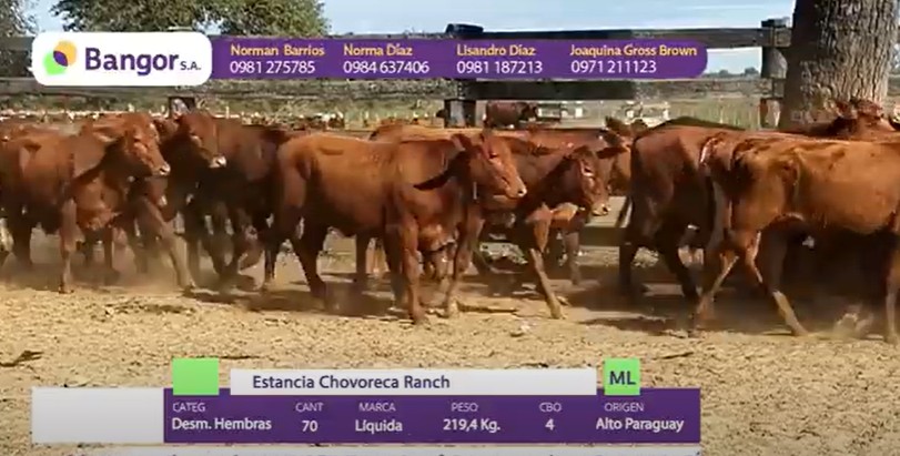 LOTE 26 - DESMAMANTES HEMBRAS