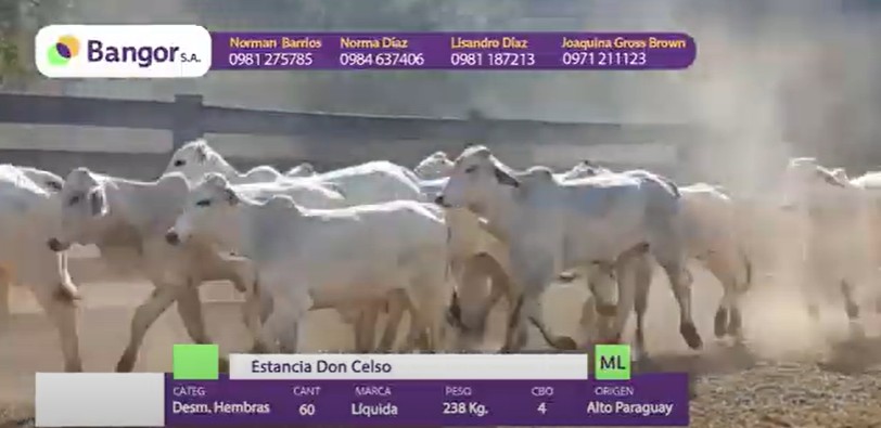 LOTE 27 - DESMAMANTES HEMBRAS