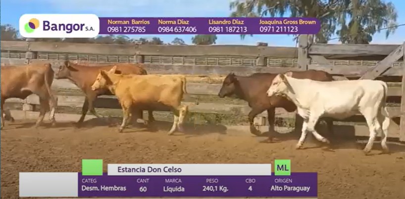 LOTE 29 - DESMAMANTES HEMBRAS