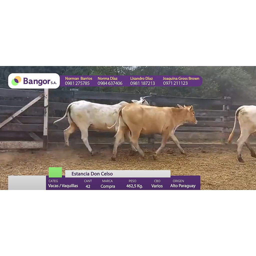 CONSUMO POR PANTALLA LOTE 02 - VACAS Y  VAQUILLAS