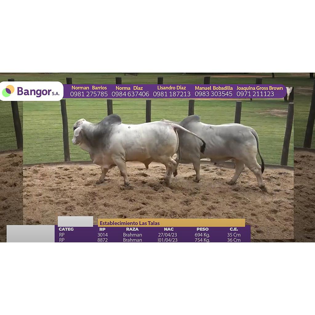 TOROS REPRODUCTORES LOTE F