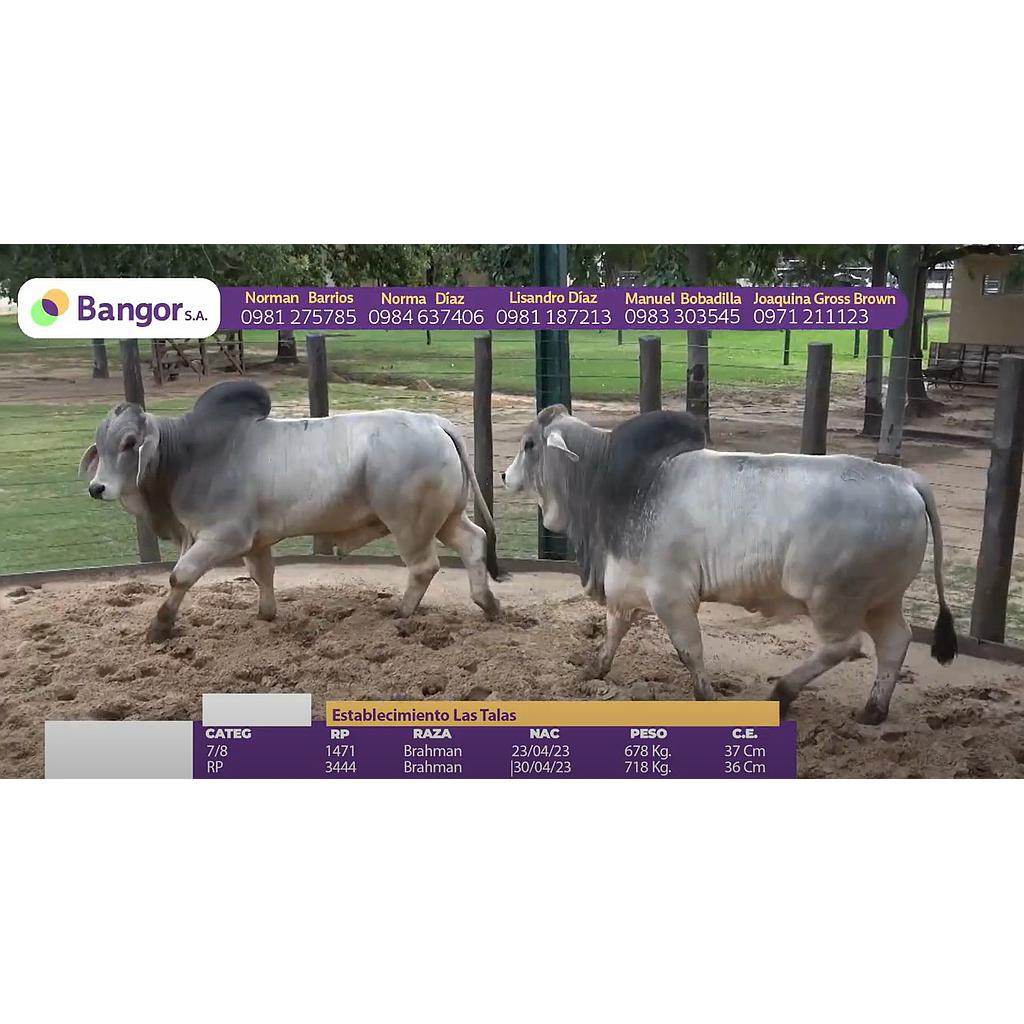 TOROS REPRODUCTORES LOTE G