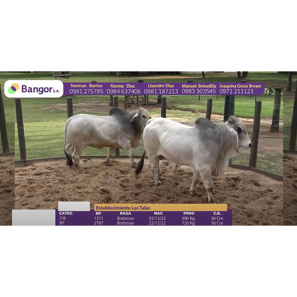 TOROS REPRODUCTORES LOTE I