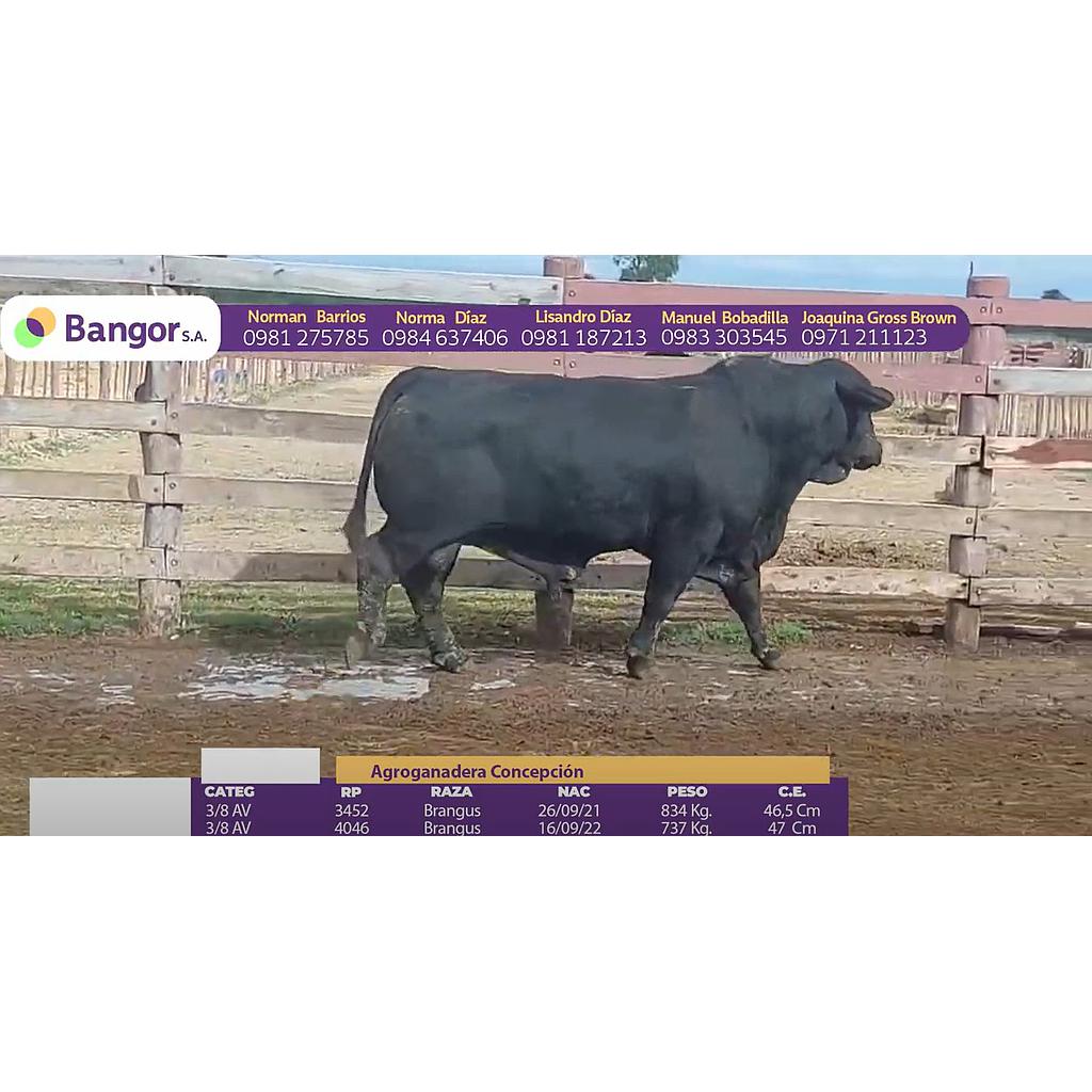 TOROS REPRODUCTORES LOTE Ñ
