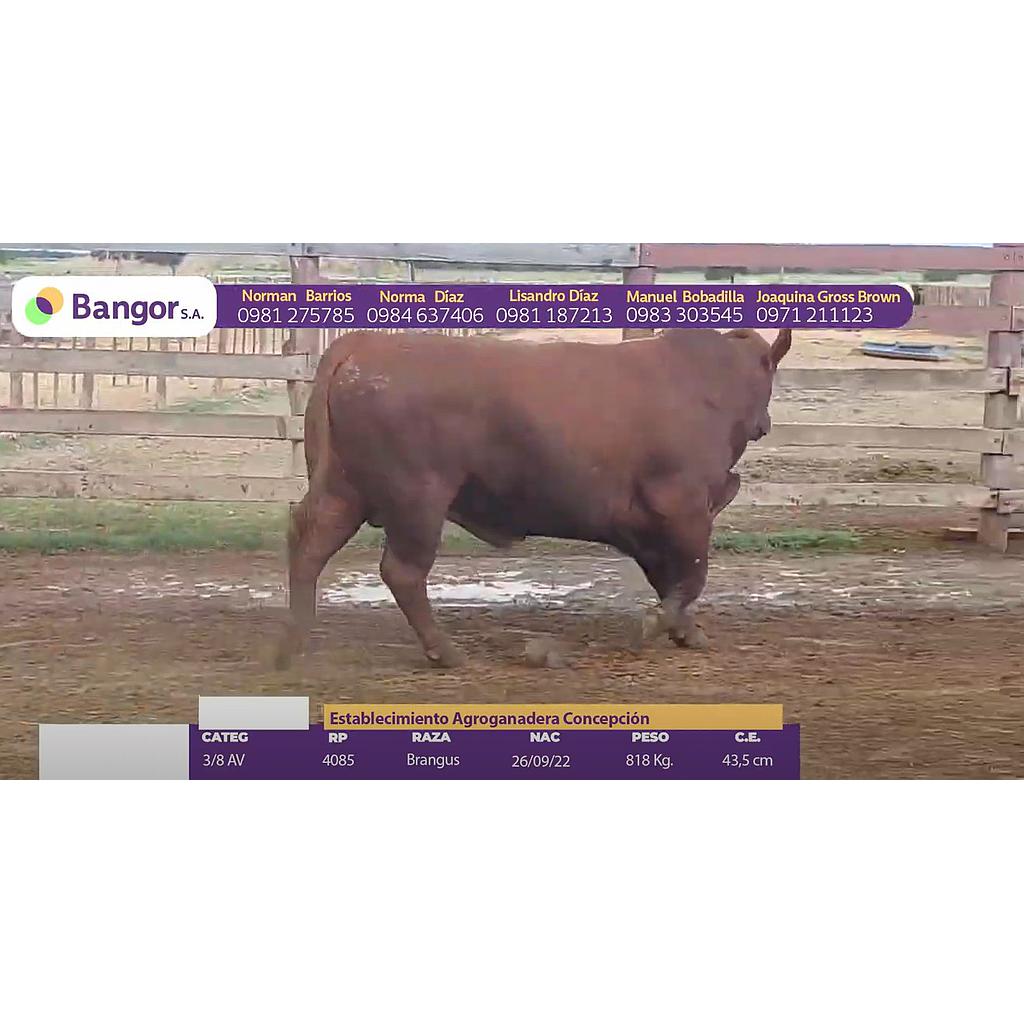 TOROS REPRODUCTORES LOTE P