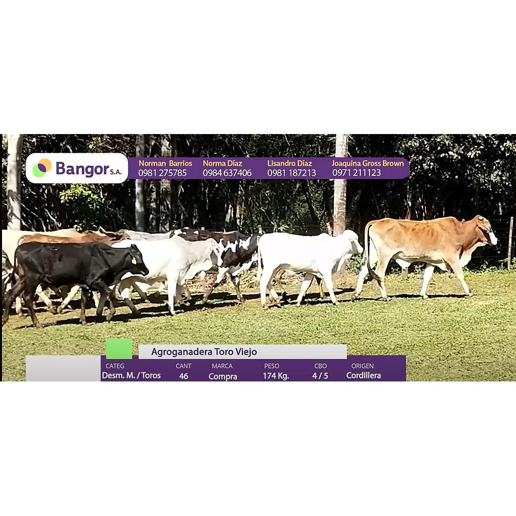 LOTE 04 - DESMAMANTES MACHOS