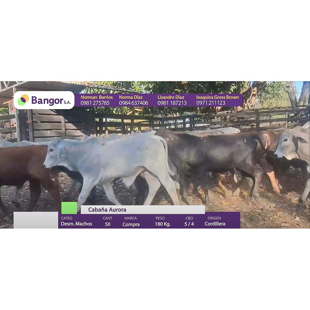 LOTE 05 - DESMAMANTES MACHOS