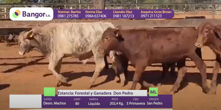 LOTE 03 - DESMAMANTES MACHOS